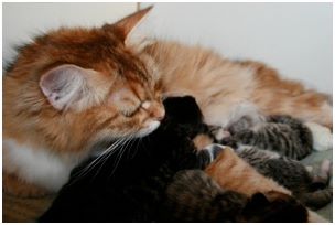 Siberian Kitten Litter with their Siberian Cat Parents