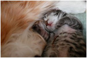 Siberian Kitten Litter with their Siberian Cat Parents