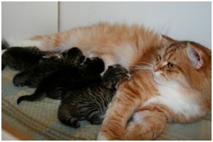 Siberian Kitten Litter with their Siberian Cat Parents