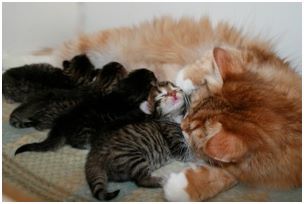 Siberian Kitten Litter with their Siberian Cat Parents