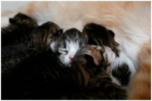 Siberian Kitten Litter with their Siberian Cat Parents