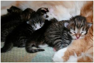 Siberian Kitten Litter with their Siberian Cat Parents