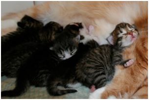 Siberian Kitten Litter with their Siberian Cat Parents