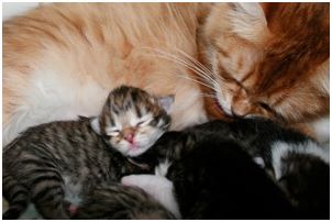 Siberian Kitten Litter with their Siberian Cat Parents