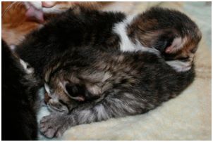 Siberian Kitten Litter with their Siberian Cat Parents