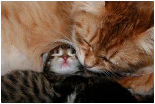 Siberian Kitten Litter with their Siberian Cat Parents