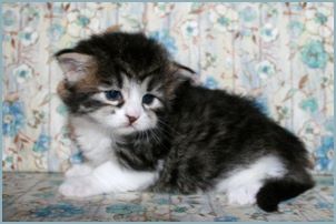 Female Siberian Kitten from Deedlebug Siberians