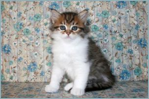 Female Siberian Kitten from Deedlebug Siberians