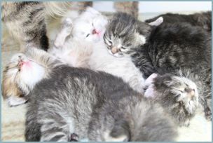 Siberian Kitten Litter with their Siberian Cat Parents