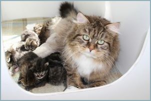 Siberian Kitten Litter with their Siberian Cat Parents