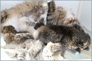 Siberian Kitten Litter with their Siberian Cat Parents