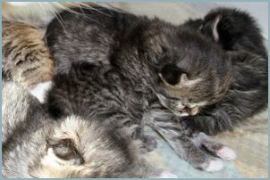 Siberian Kitten Litter with their Siberian Cat Parents