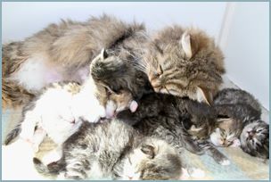 Siberian Kitten Litter with their Siberian Cat Parents