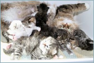 Siberian Kitten Litter with their Siberian Cat Parents