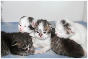 Siberian Kitten Litter with their Siberian Cat Parents