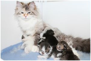 Siberian Kitten Litter with their Siberian Cat Parents