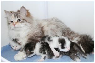 Siberian Kitten Litter with their Siberian Cat Parents