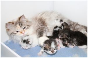 Siberian Kitten Litter with their Siberian Cat Parents