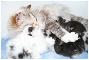 Siberian Kitten Litter with their Siberian Cat Parents