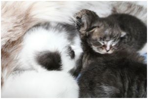 Siberian Kitten Litter with their Siberian Cat Parents