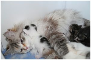 Siberian Kitten Litter with their Siberian Cat Parents