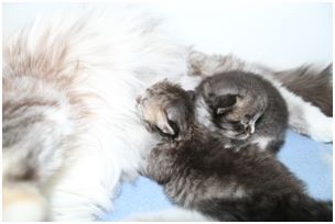 Siberian Kitten Litter with their Siberian Cat Parents