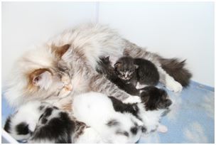 Siberian Kitten Litter with their Siberian Cat Parents