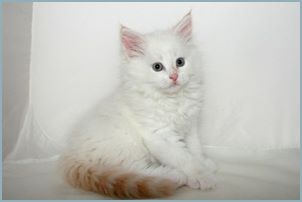 Male Siberian Kitten from Deedlebug Siberians