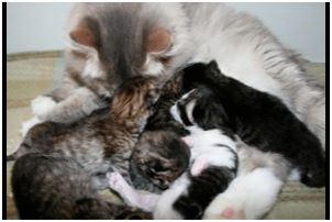 Siberian Kitten Litter with their Siberian Cat Parents