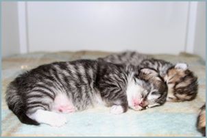 Kitten from the N5 Siberian Kitten Litter