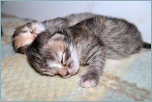 Kitten from the N5 Siberian Kitten Litter