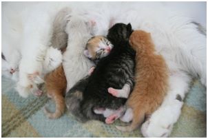 Siberian Kitten Litter with their Siberian Cat Parents