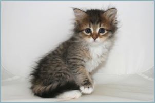 Female Siberian Kitten from Deedlebug Siberians