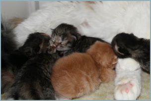 Siberian Kittens with their parents