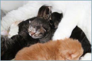 Siberian Kittens with their parents