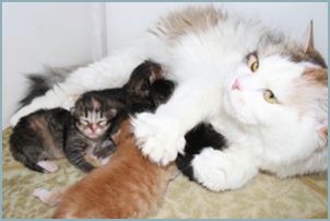 Siberian Kittens with their parents