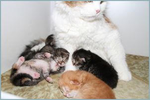 Siberian Kittens with their parents