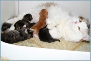 Siberian Kittens with their parents