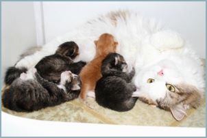 Siberian Kittens with their parents