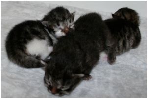 Siberian Kitten Litter with their Siberian Cat Parents