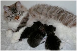 Siberian Kitten Litter with their Siberian Cat Parents