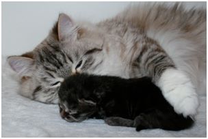 Siberian Kitten Litter with their Siberian Cat Parents