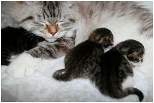 Siberian Kitten Litter with their Siberian Cat Parents