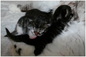 Siberian Kitten Litter with their Siberian Cat Parents