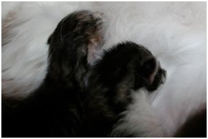 Siberian Kitten Litter with their Siberian Cat Parents