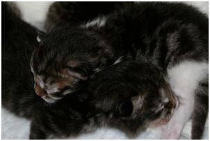 Siberian Kitten Litter with their Siberian Cat Parents