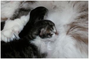 Siberian Kitten Litter with their Siberian Cat Parents