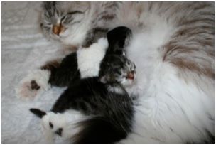 Siberian Kitten Litter with their Siberian Cat Parents