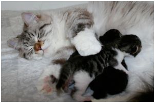 Siberian Kitten Litter with their Siberian Cat Parents