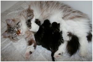 Siberian Kitten Litter with their Siberian Cat Parents